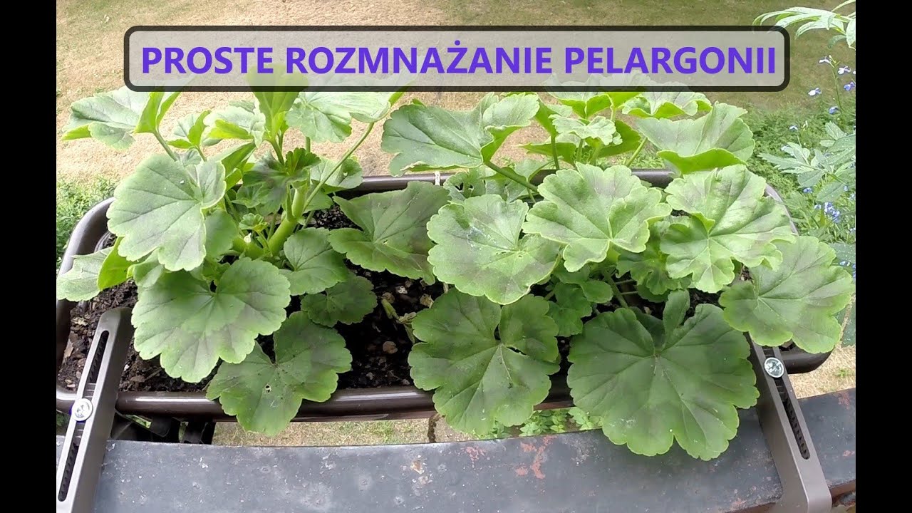 Jak rozmnażać pelargonie i komarzycę z posiadanych sadzonek - najprostszy sposób