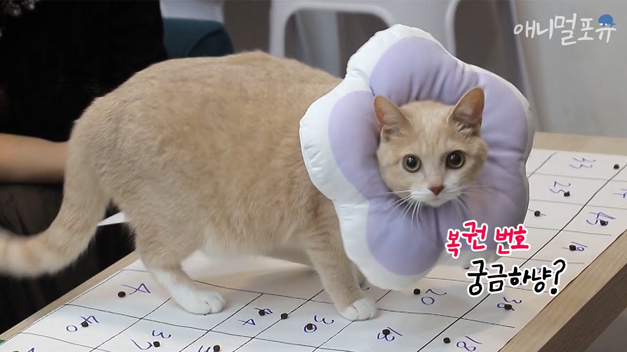 [풀버전] 단골손님에게만 로또 번호 알려주는 고양이 💖｜류수영의 동물티비 EP12
