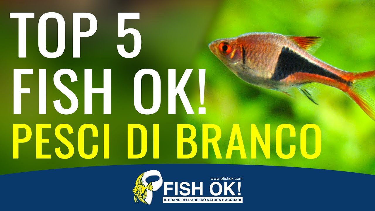 🏆 Top 5 pesci branco Classifica Fish Ok!