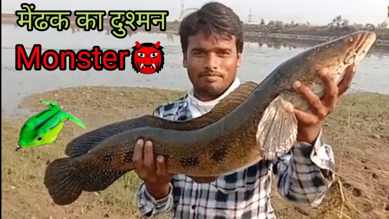 Big Snakeheadfish Murrel Fish Caching Monster Snakehead Fishing Hunting Royal Fisher