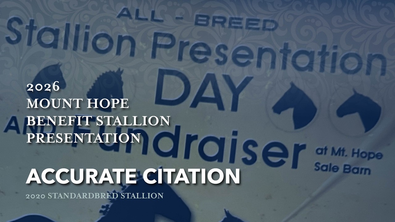 Accurate Citation, жеребец породы стандартбред 2020 года | Презентация жеребца Маунт-Хоуп 2026 года