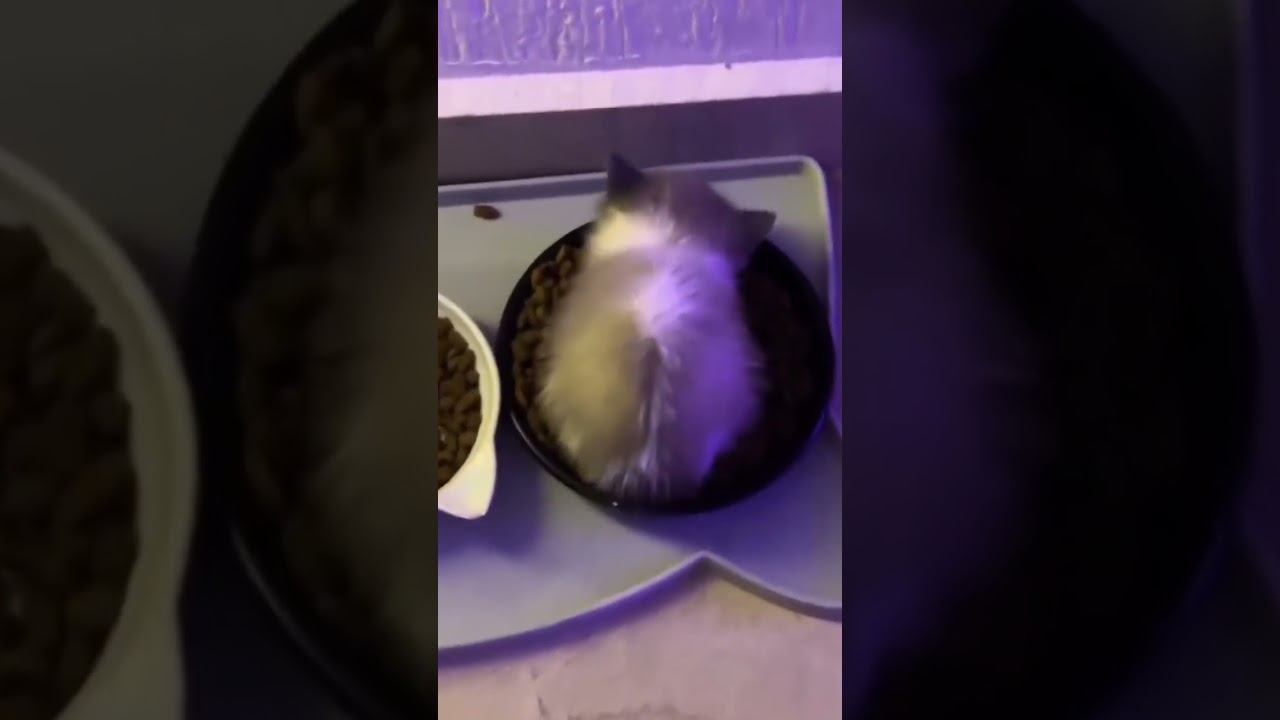 WIWIWI original 🤣🤣🐱🐱 #catmemes #catlover #kitten #kitty #cute #cutecat #funnycats #viralcat #shorts