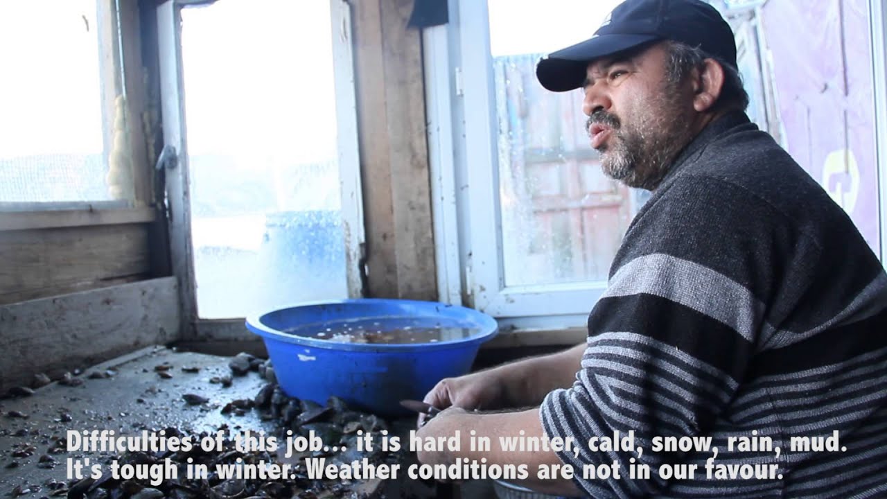 Midye Belgeseli- Mussel Documentary
