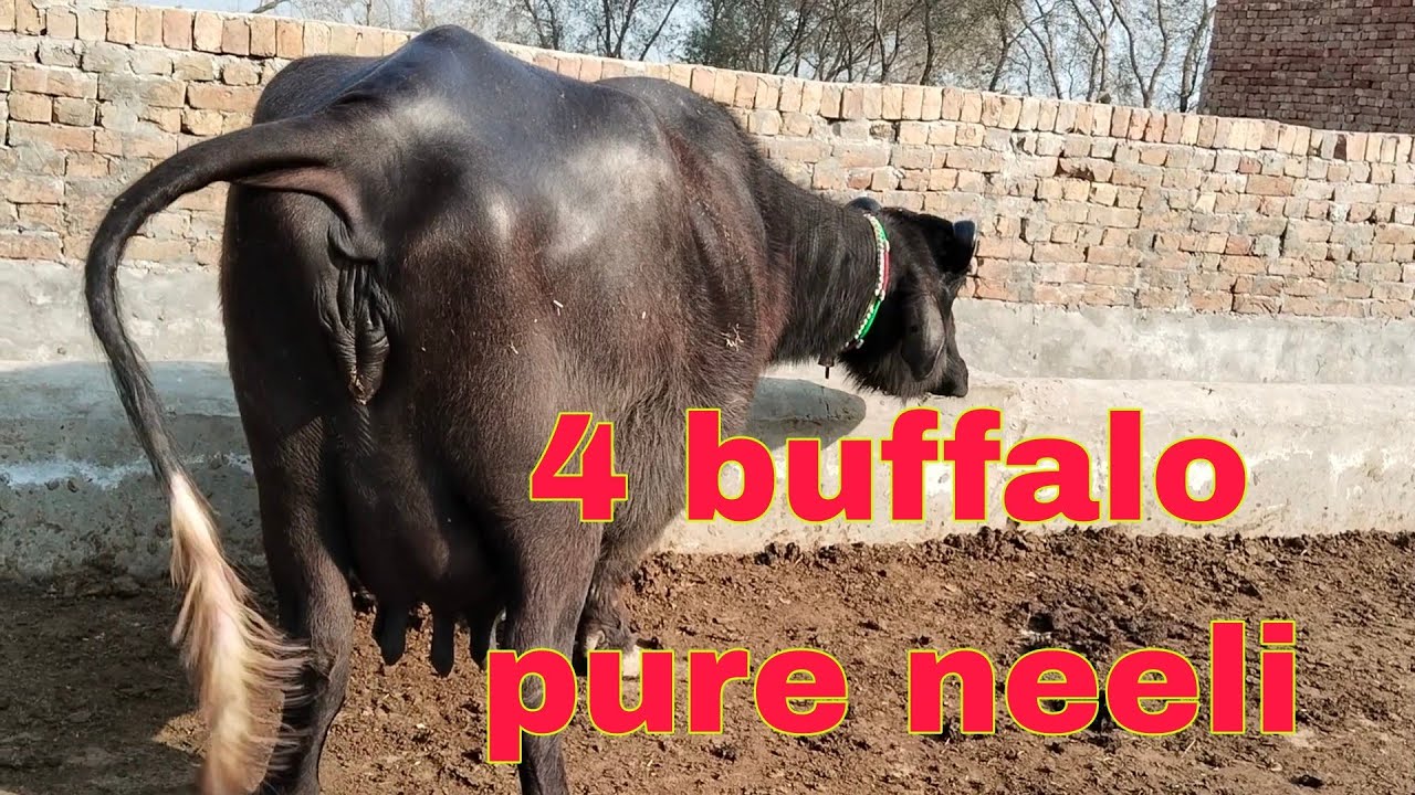 Watch pure neeli ki 4 buffalo on Arifwala 03006537323 -02-02-2026