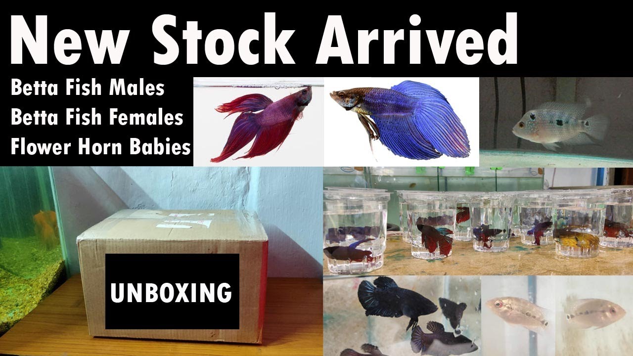 New Betta Fish stock arrived | Flower Horn Babies | Unboxing | LIVE AQUARIUM