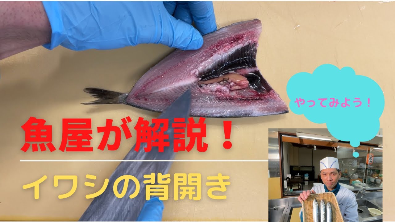 イワシの背開きを魚屋がやってみる！　＃いわし　＃捌き方