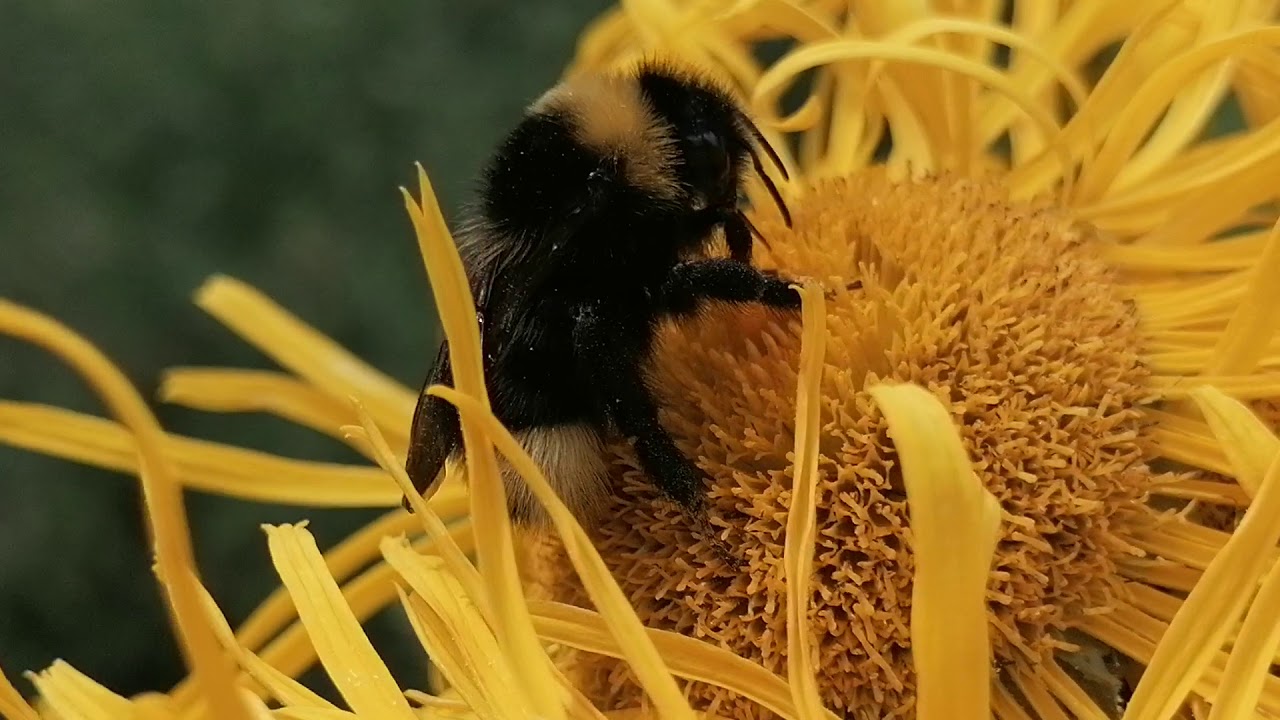 Brumbasse i blomst ved Sukkertoppen