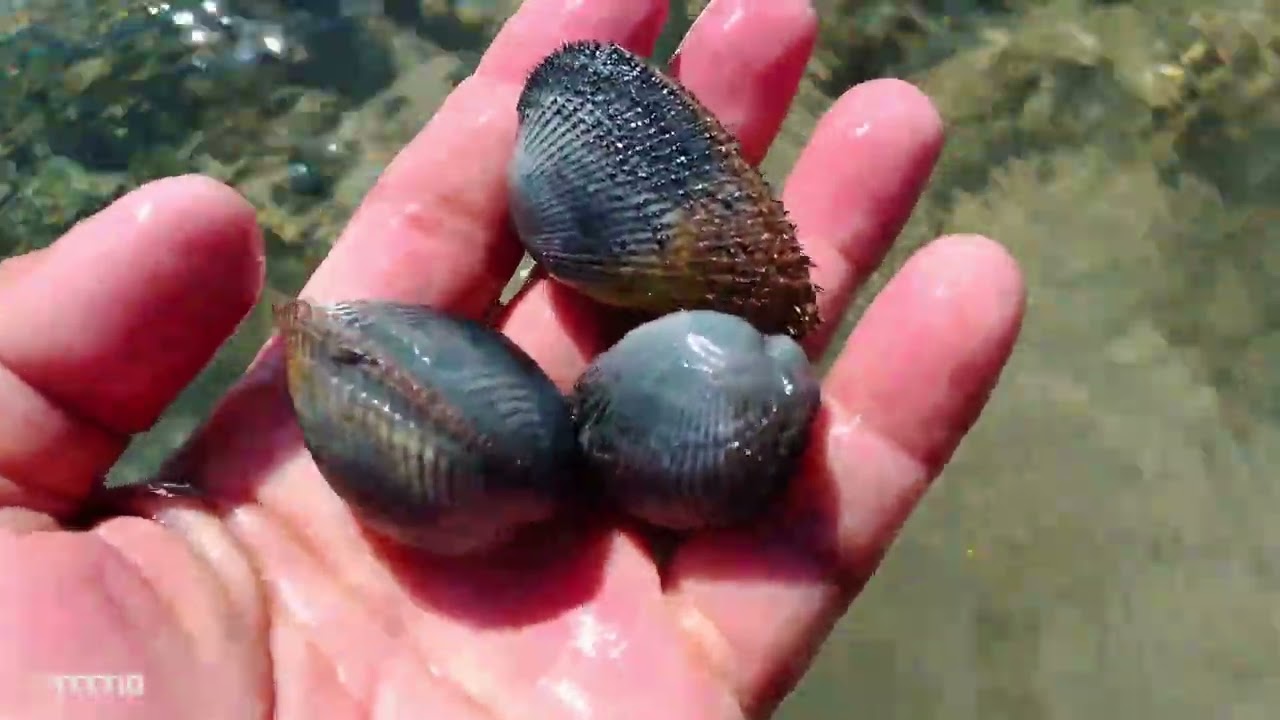 Kuha muna Tayo Ng pang ulam mga guy's, watch and learn.