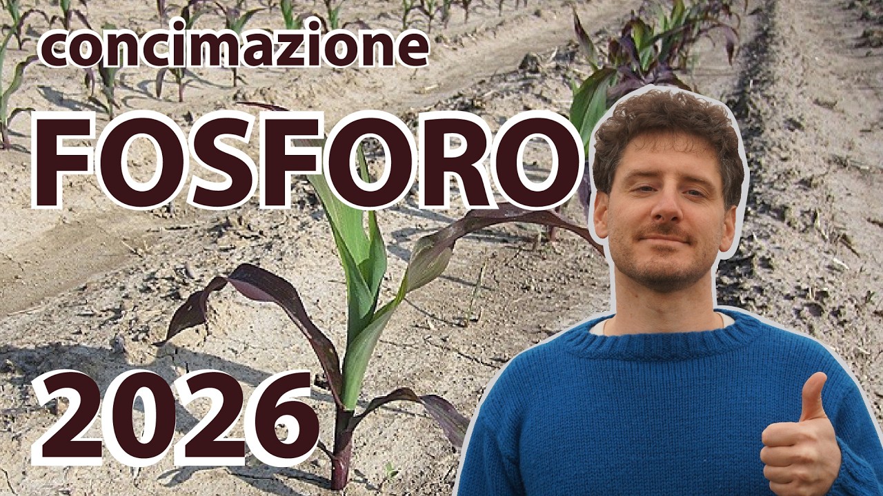 CONCIMAZIONE FOSFORO 2026: considerazioni importanti!