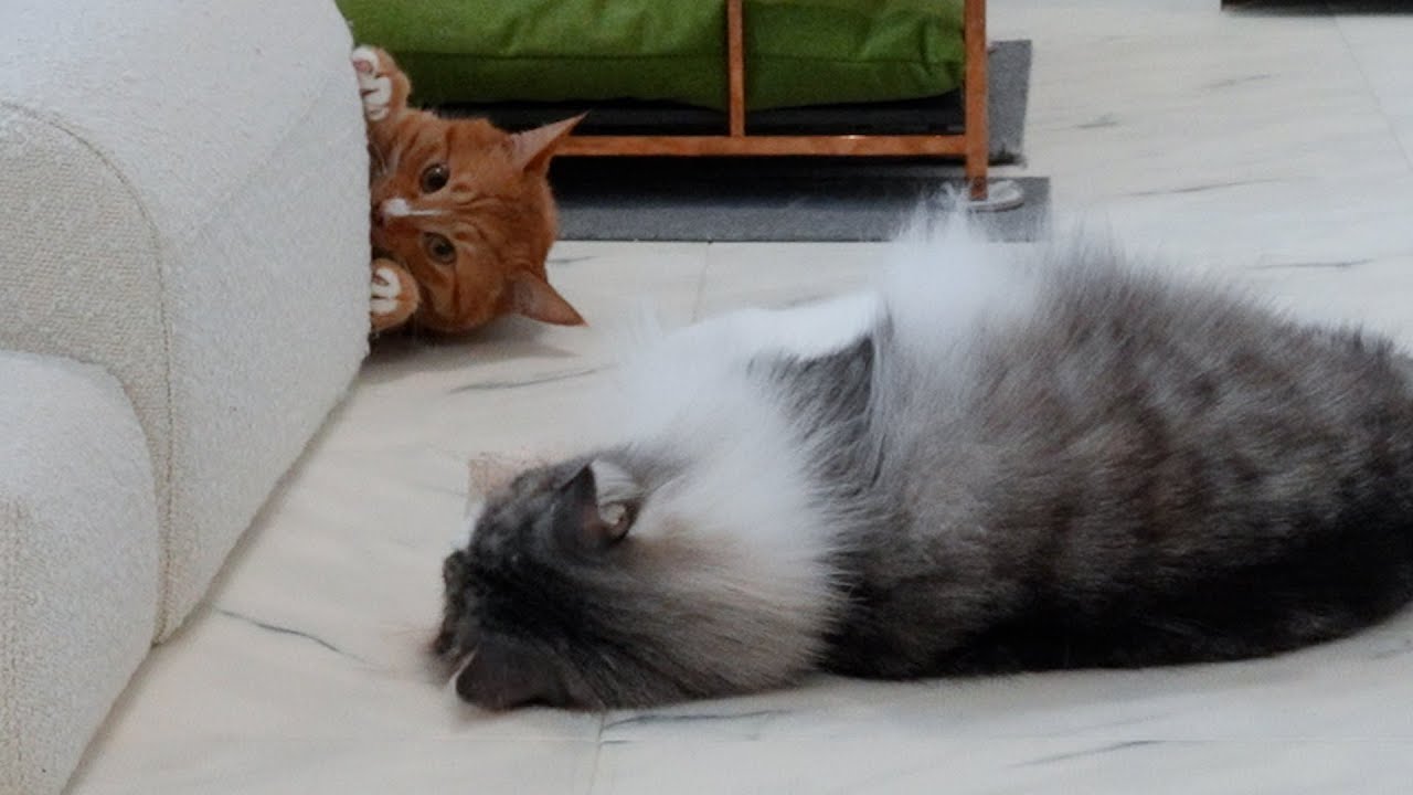 Самый молодой котенок на охоте за игрушками