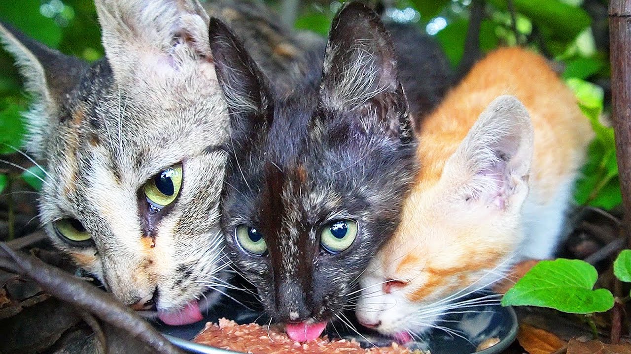 Я накормил голодных котят