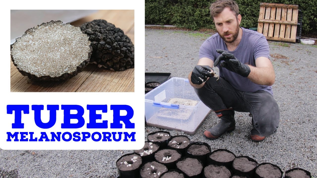 Выращивание трюфельных деревьев на ферме — Tuber Melanosporum