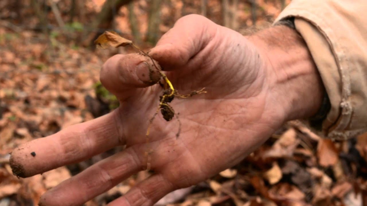 The life cycle of goldenseal