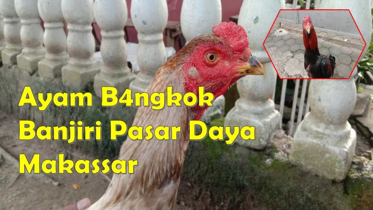 AYAM BANGKOK BANJIRI PASAR DAYA KOTA MAKASSAR