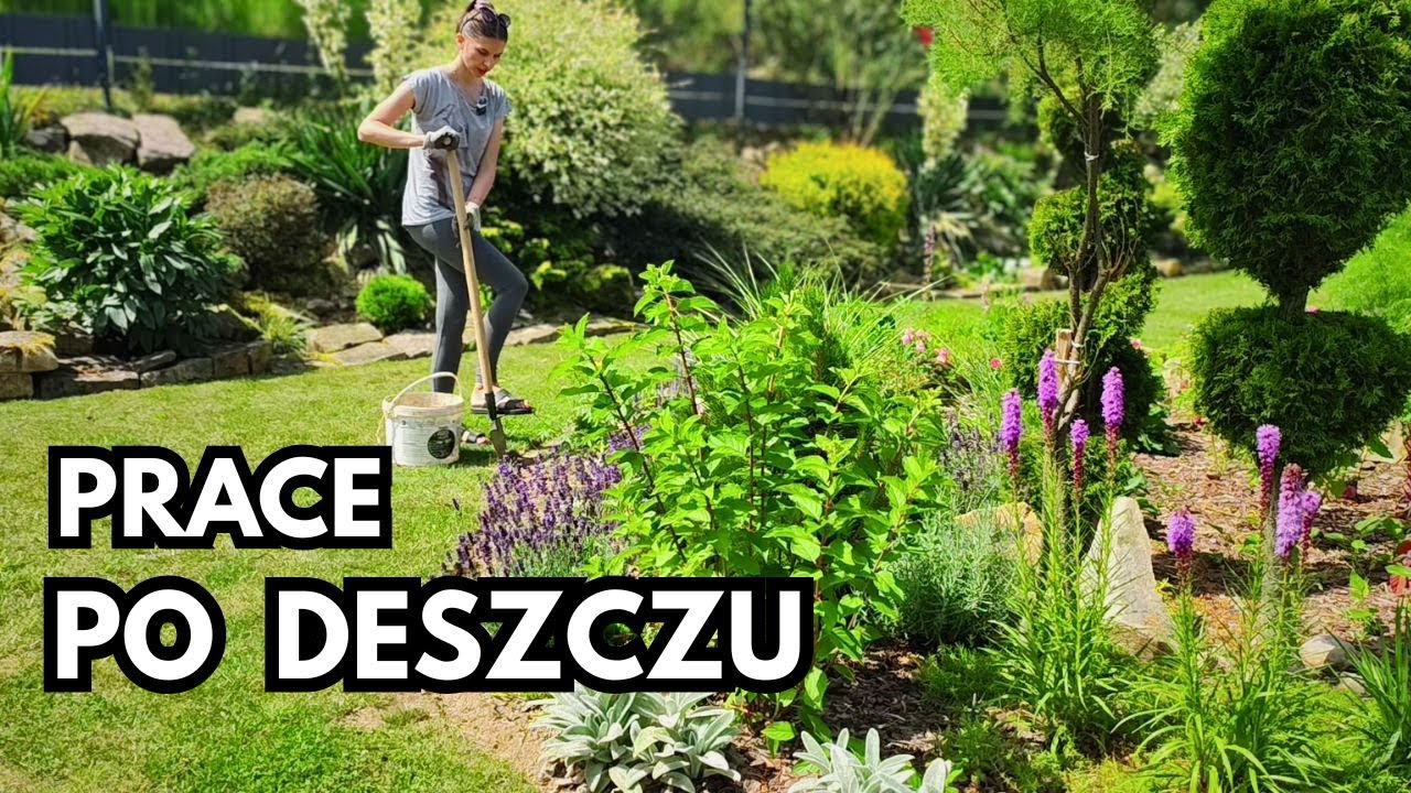 Co robić w ogrodzie po deszczu ? Prace na mokrą pogodę i spacer po lipcowych rabatach