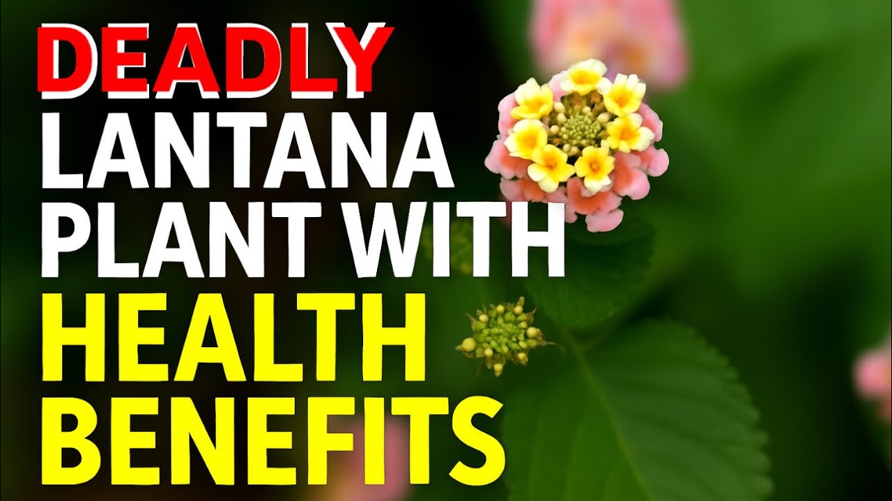 Health benefits of the ❗️DEADLY❗️Lantana plant!