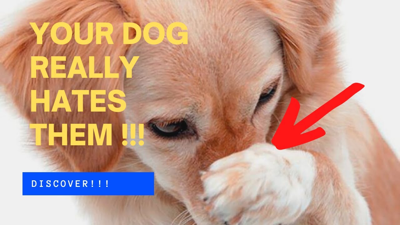 🐶🤢 7 АРОМАТОВ, КОТОРЫЕ СОБАКИ НЕНАВИДЯТ БОЛЬШЕ ВСЕГО