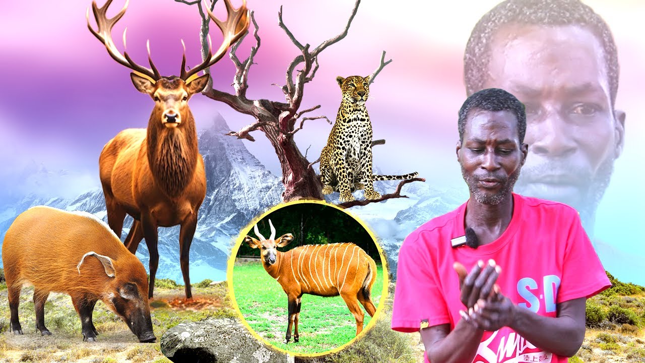 Hunter's Diary EXPOSES Shocking Encounters with Witches and Dwarfs, African Civet Attacks Hunter...