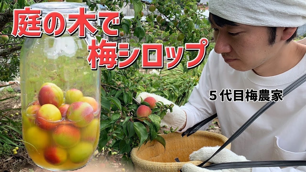 【傷があっても大丈夫！】梅農家が教えるはちみつ梅シロップ