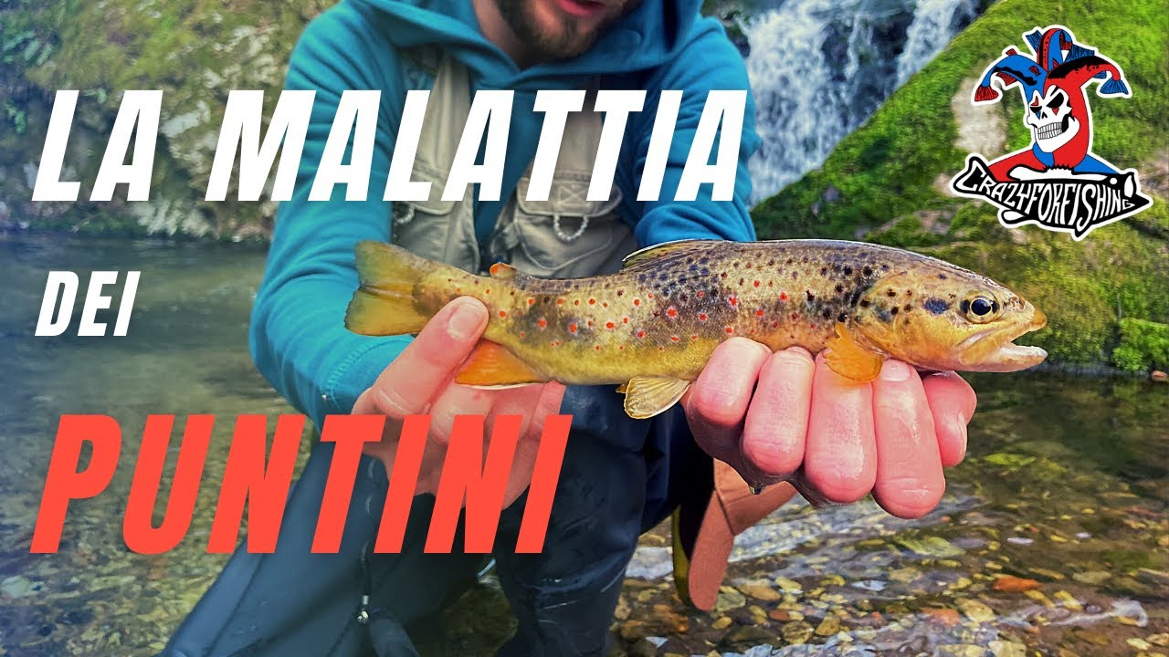 La MALATTIA dei PUNTINI | Trote a Spinning | The DISEASE of the DOTS | Trout Spinning