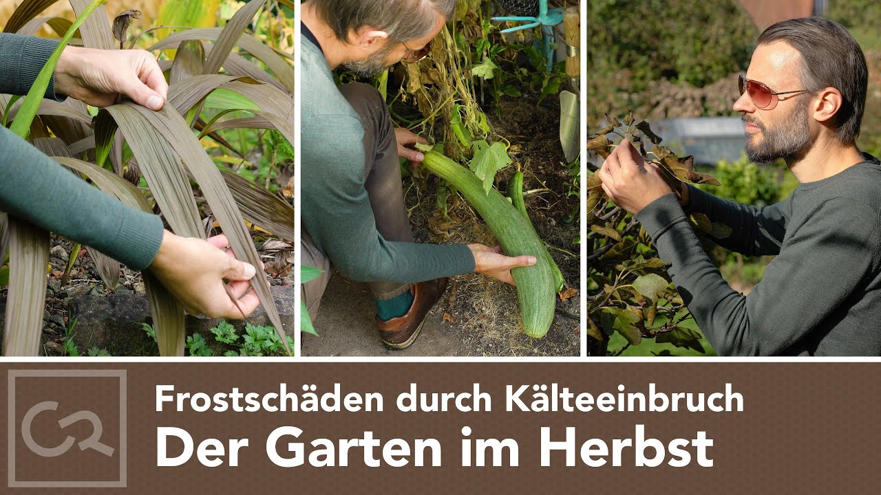 Der Garten im Herbst – Frostschäden durch frühen Kälteeinbruch