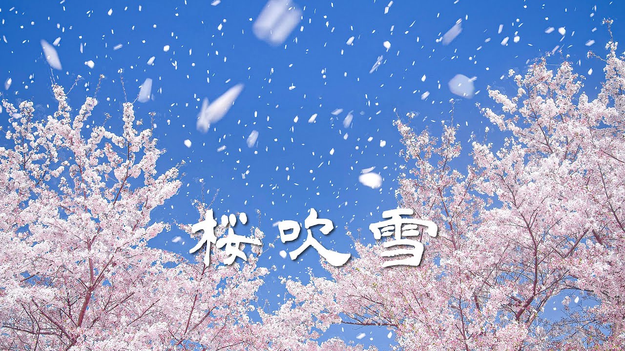 [4k] 桜吹雪 - A shower of cherry blossom petals looks like snowing in the spring - (shot on BMPCC6K)