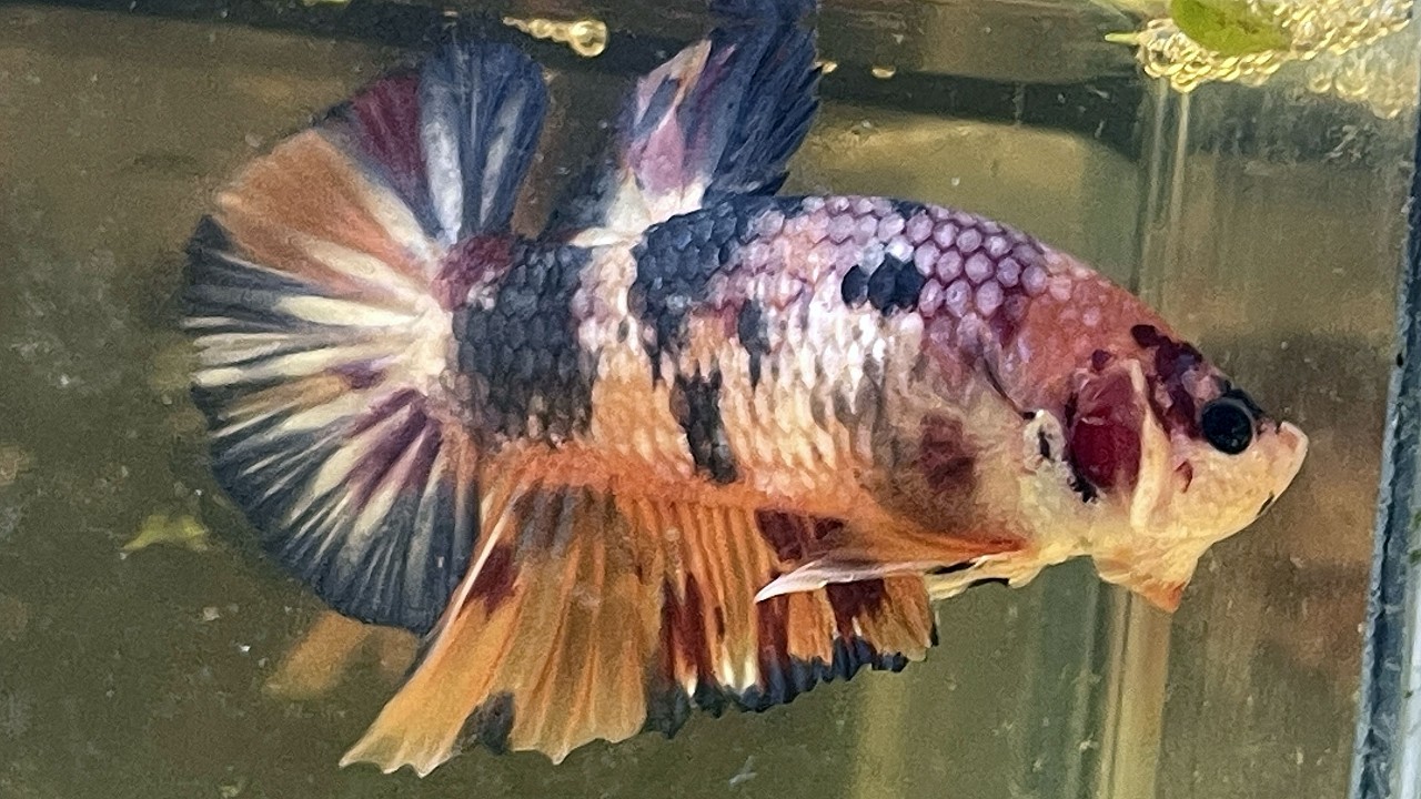 Koi multicolor