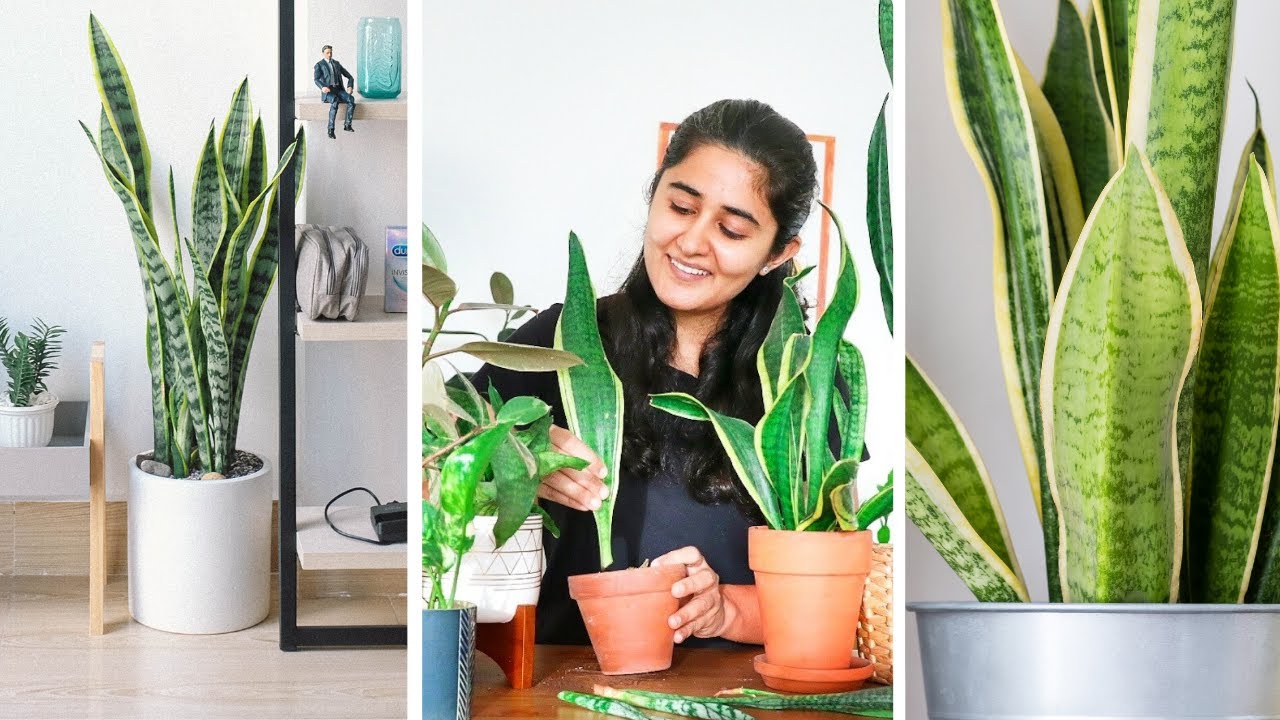 How to grow Snake plant faster, Propagate and Care Indoors.