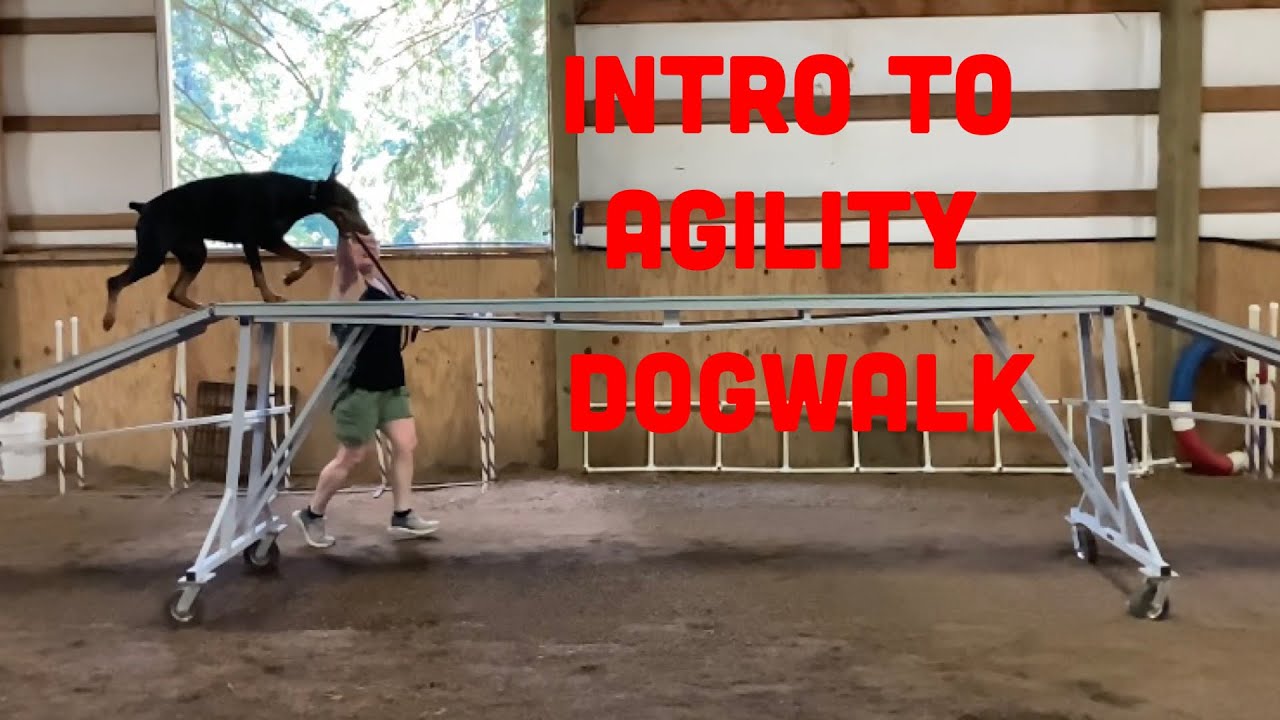 How to Introduce a Timid Dog to the Agility Dogwalk