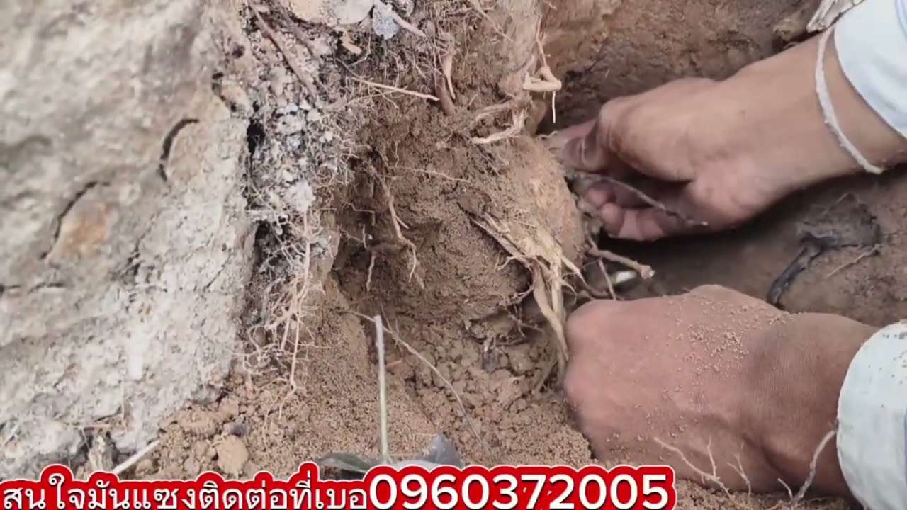 ขุดมันแซงมีแต่หัวเท่าแขน‼️🥔🥔ไม่ผิดหวัง