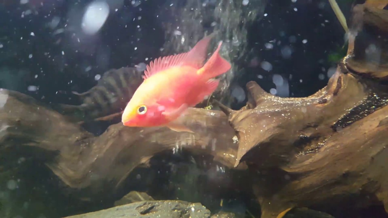 Red Mammon cichlid / Kingkong Parrot
