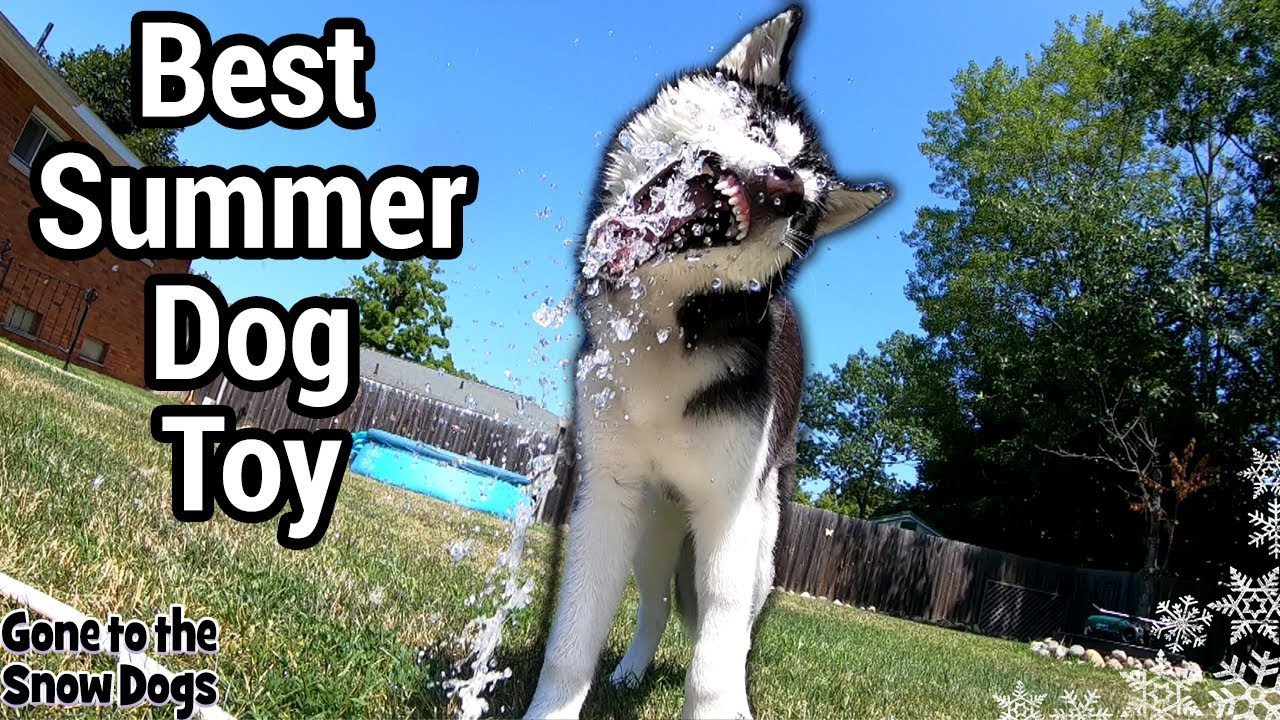 My Husky Puppy Reacts to Dog Water Fountain Challenge