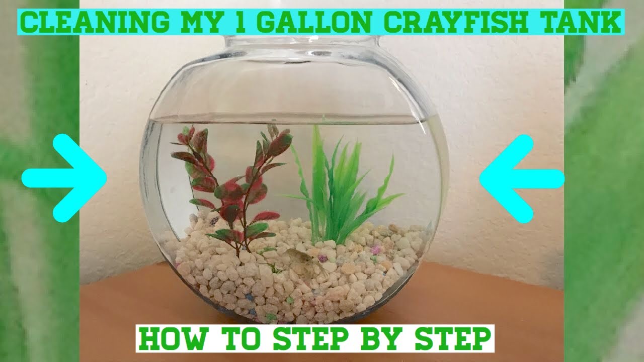 How I clean my 1 Gallon Crayfish Tank (Under 5 Minutes)