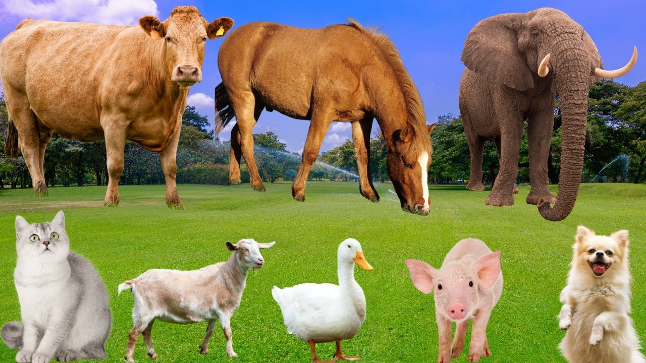 Farm Animals Collection: Horse, Elephant, Cow, Sheep, Pig, Dog, Cat, Duck-Animal Video