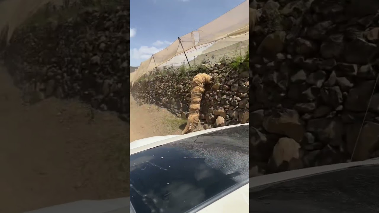 عرس معاذ العقبي العقبه الحمراء الرياشية رداع