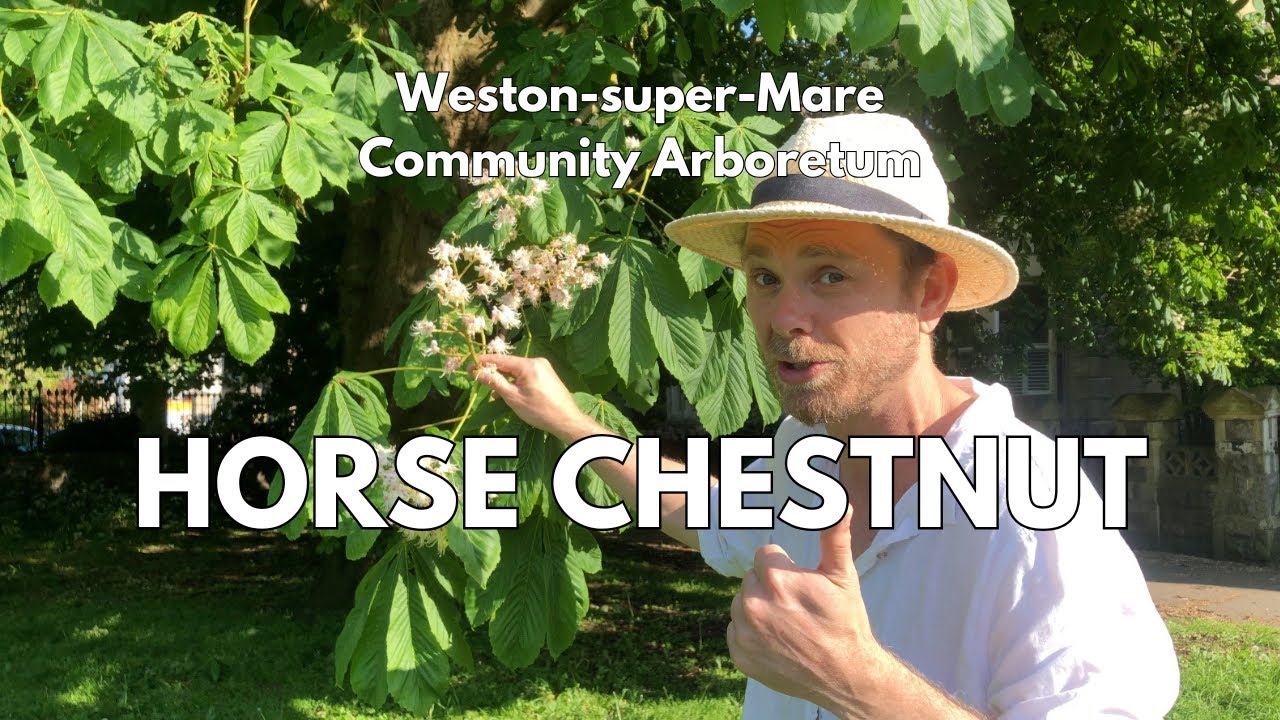 Horse Chestnut Identification and Facts (Aesculus hippocastanum)