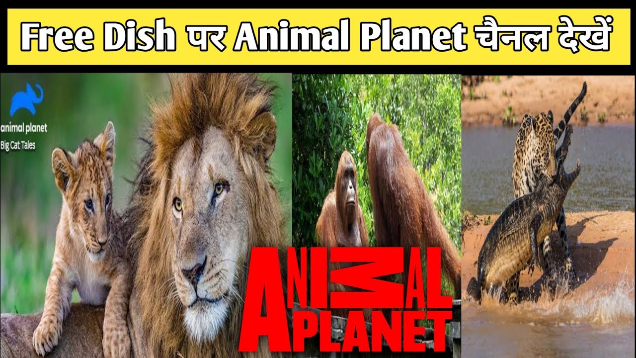Animal Planet channel in Hindi | Free dish new update | animal Planet video | Yahsat New update