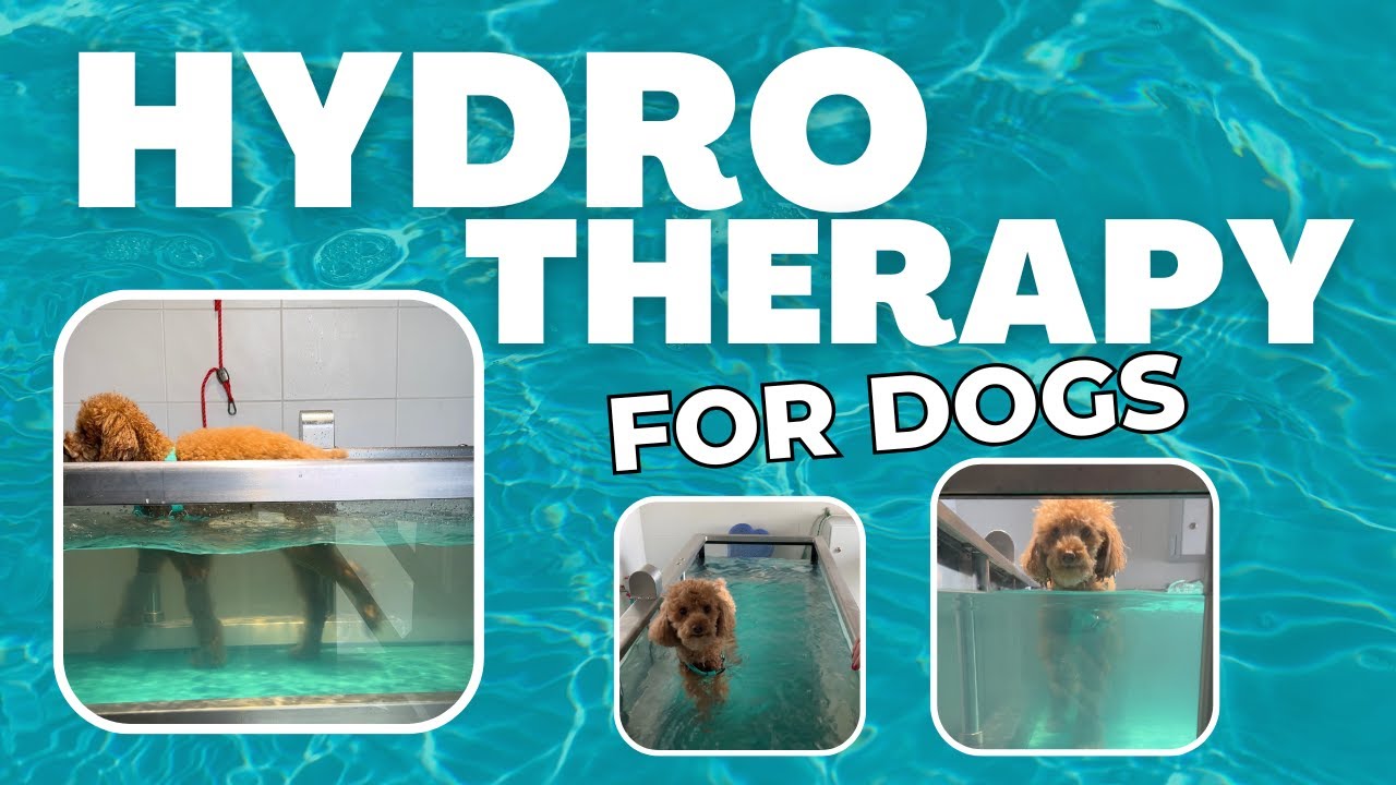 Hydrotherapy for Dogs 🐶💦 | Hip Dysplasia in Dogs