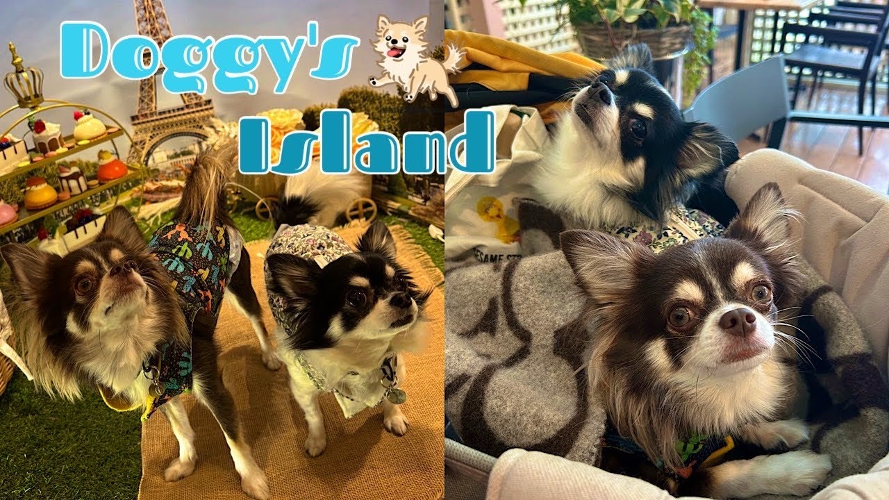 【DOG VLOG】🎡犬のテーマパークのドギーズアイランドに宿泊してきたよ🐶🤍#ドギーズアイランド #いぬのいる生活 
