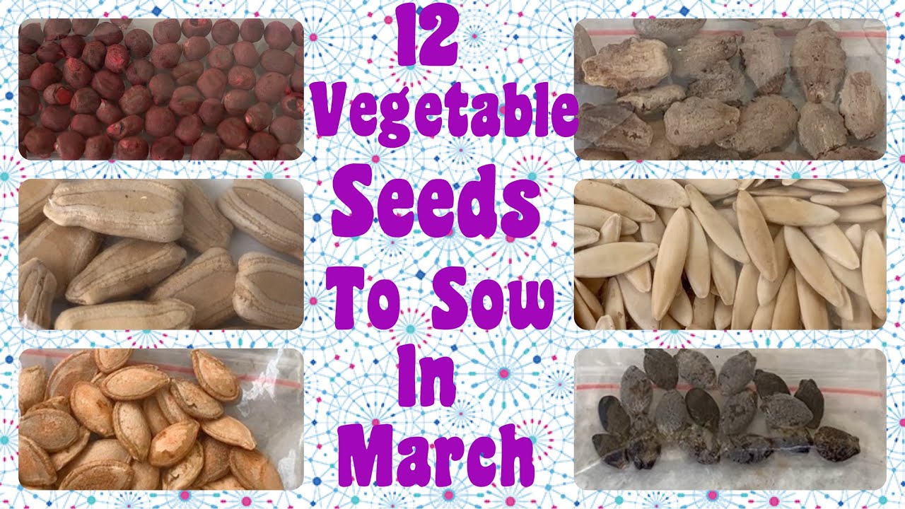 12 Vegetable Seeds To Sow In March For Summer Season