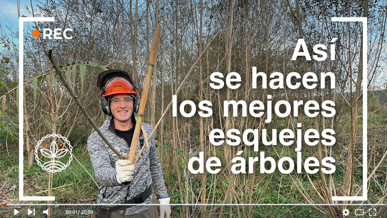 Así se hacen los mejores esquejes de árboles en Agricultura Sintrópica. Comprobado!!!