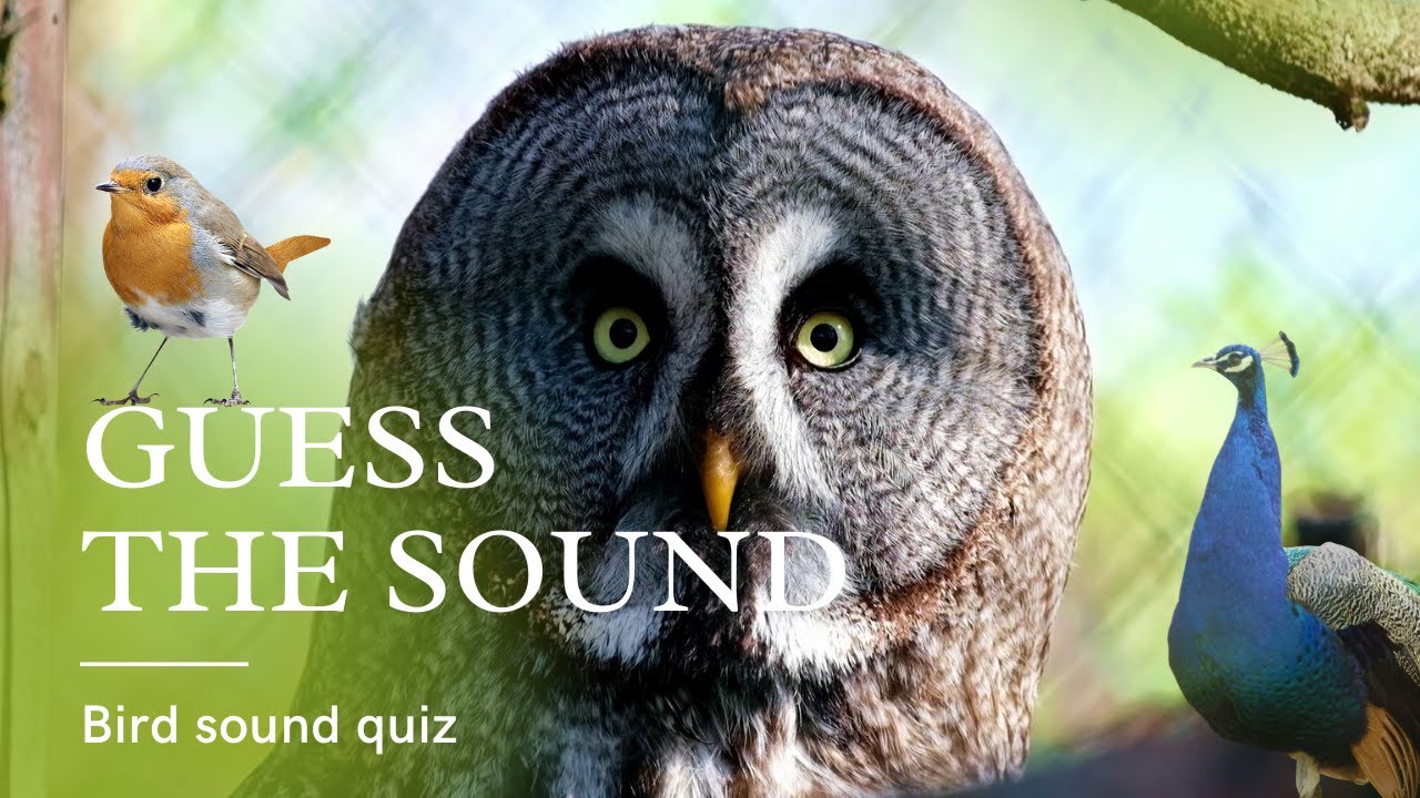 Guess the Bird | Guess the Sound | Bird Quiz