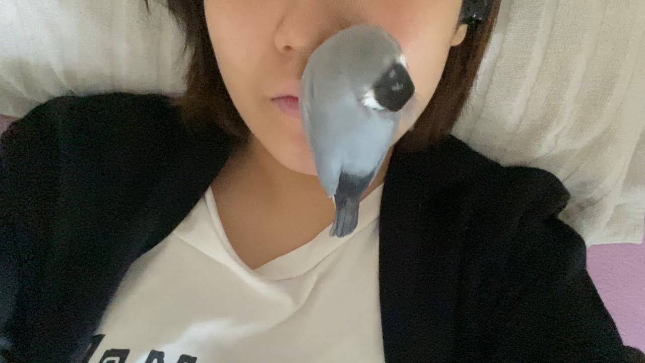 顔面に文鳥がくっついて取れません…   Java sparrow