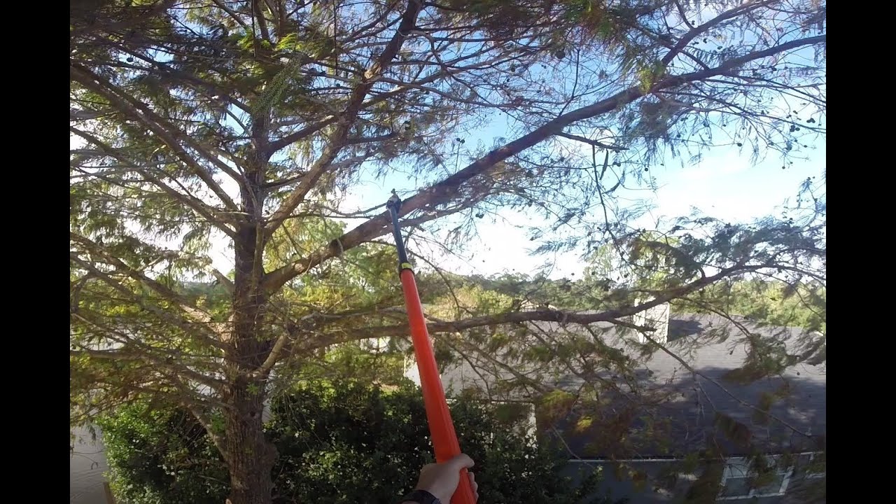Trimming Trees with Echo PPT 2620 Pole Saw