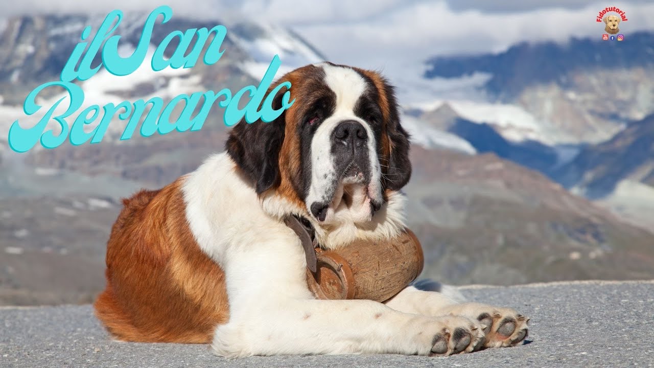 IL cane San Bernardo. Razza canina da soccorso.