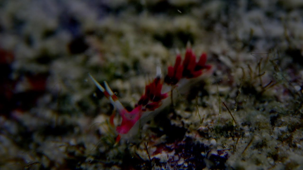 Diving Semporna, January 2025