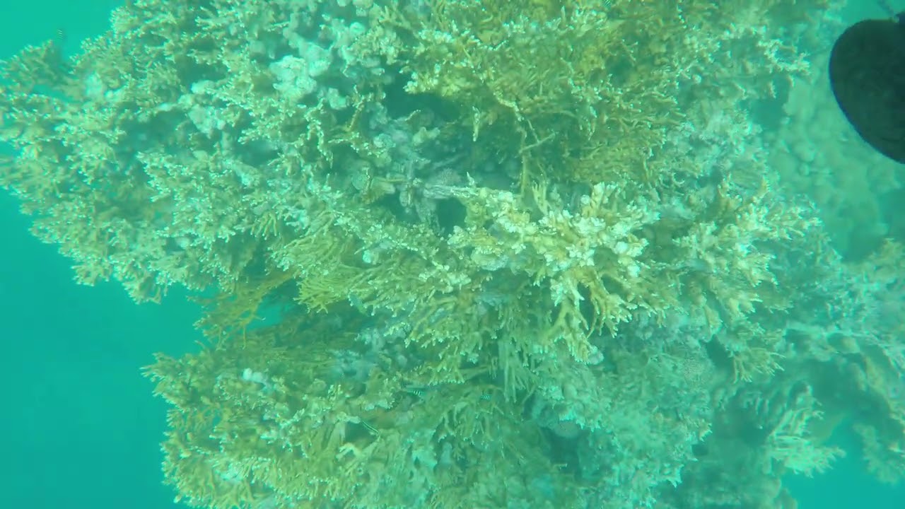 2026 01 09   Abrolhos Coral