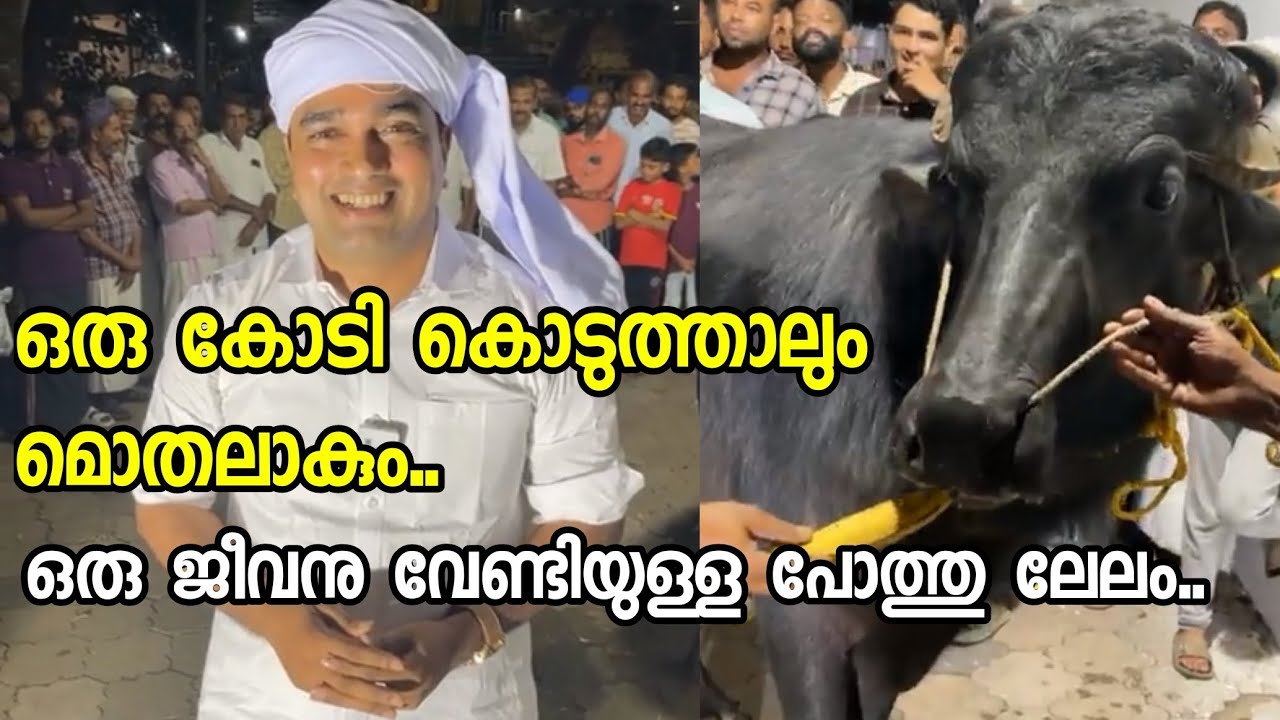 ഈ കൂറ്റൻ പോത്തിന്റെ വില കണ്ടോ.. അതു ലേലത്തിൽ പോയതു കണ്ടോ