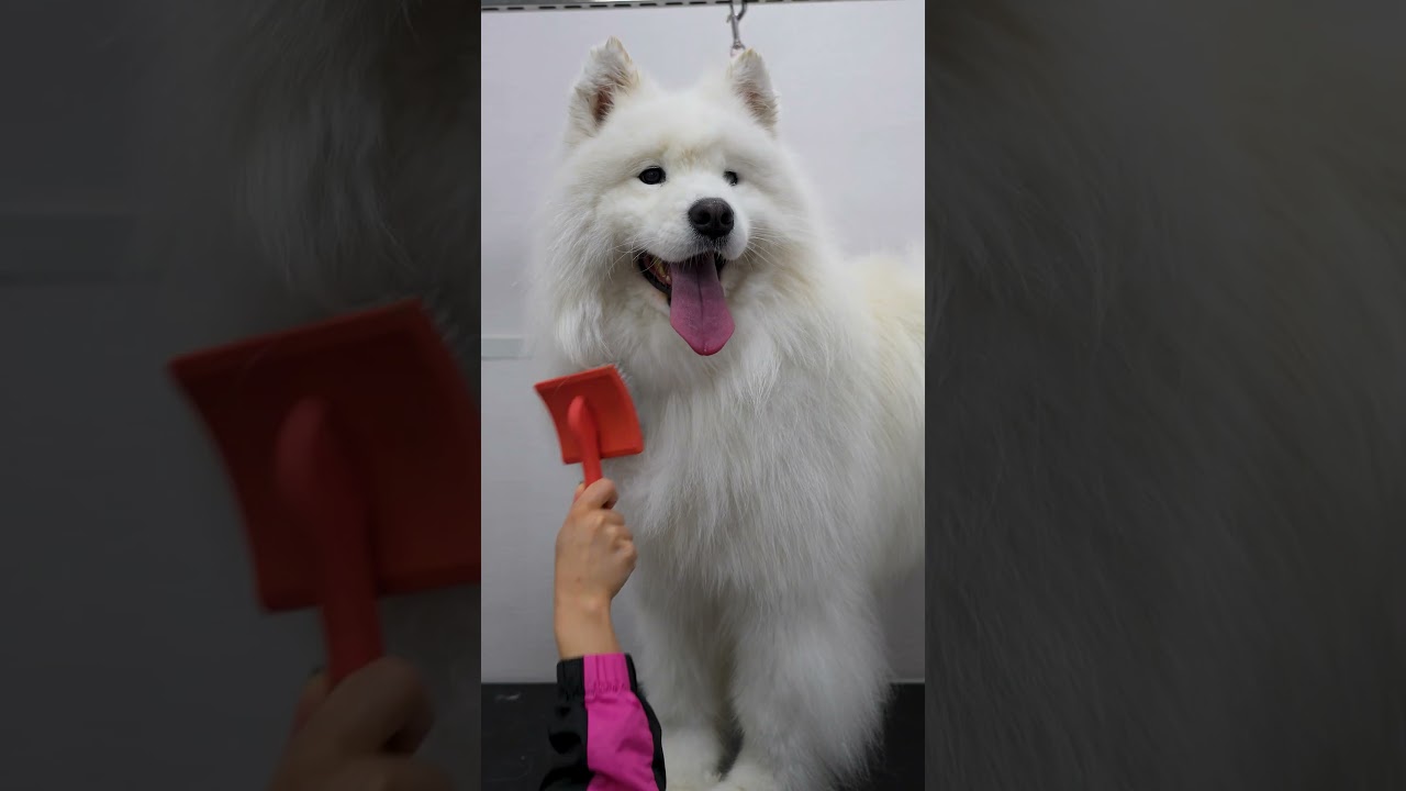 ASMR Samoyed Dog Grooming