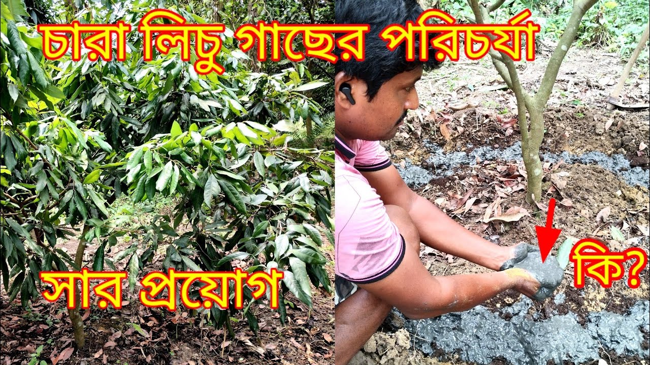 লিচু গাছের পরিচর্যা || How to care Lychee plant || Ami Krishak Bandhu